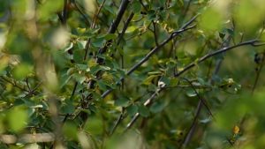 Roots are taking shape for UBC Okanagan’s Indigenous Micro-Forest