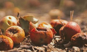 UBCO researchers aim to energize fruit waste