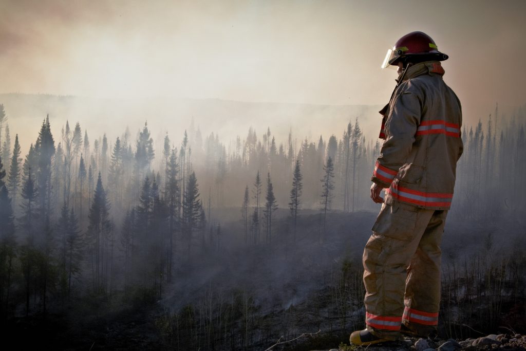 firefighter looking over scorched forest