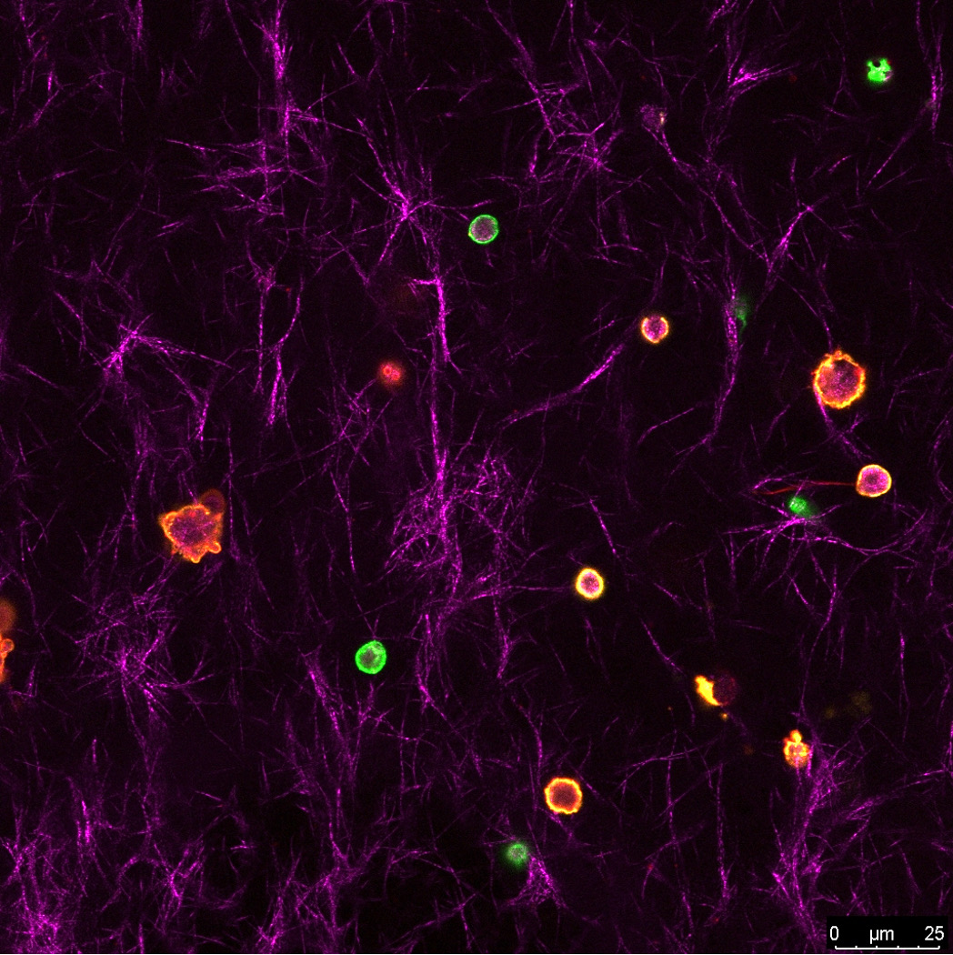 T and B cells in a hydrogel.